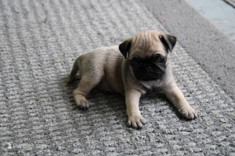 Teddy – Pug puppy for sale in Brookville, OH