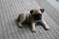 Teddy, a male Pug for sale in Brookville, OH – 1 of 2