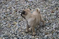Teddy, a male Pug for sale in Brookville, OH – 2 of 3