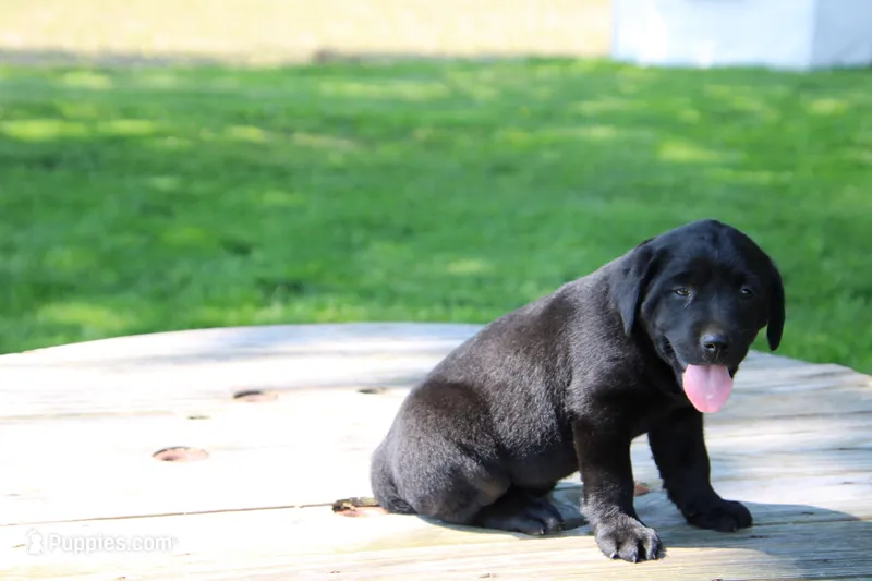 Andy – Labrador Retriever puppy for sale in Brookville, OH