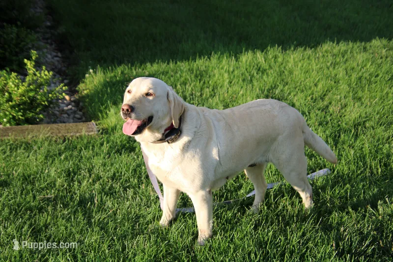 Kia – Labrador Retriever puppy for sale in Brookville, OH