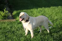 Kia, a female Labrador Retriever for sale in Brookville, OH – 1 of 2