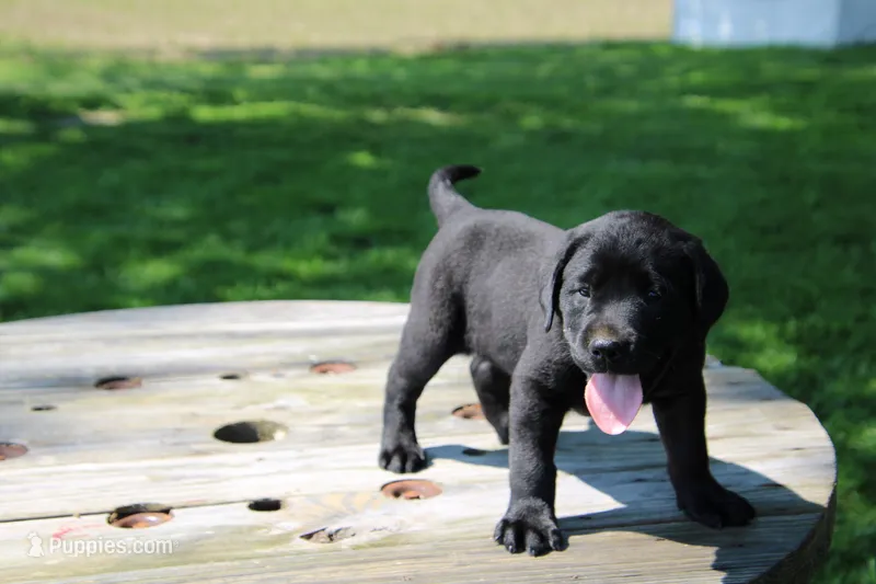 Randy – Labrador Retriever puppy for sale in Brookville, OH