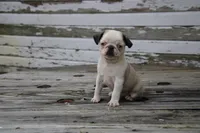 Chevy, a male Pug for sale in Brookville, OH – 1 of 4