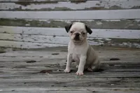 Chevy, a male Pug for sale in Brookville, OH – 2 of 4