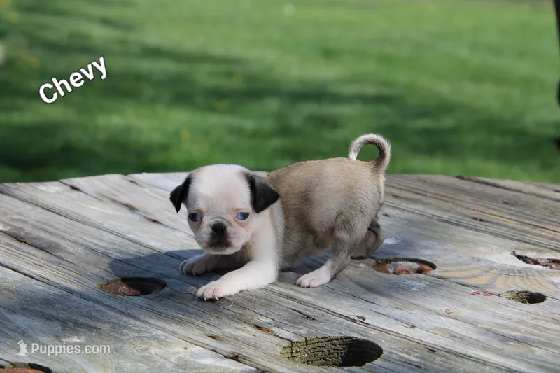 Chevy – Pug puppy for sale in Brookville, OH