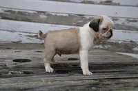 Chevy, a male Pug for sale in Brookville, OH – 4 of 4