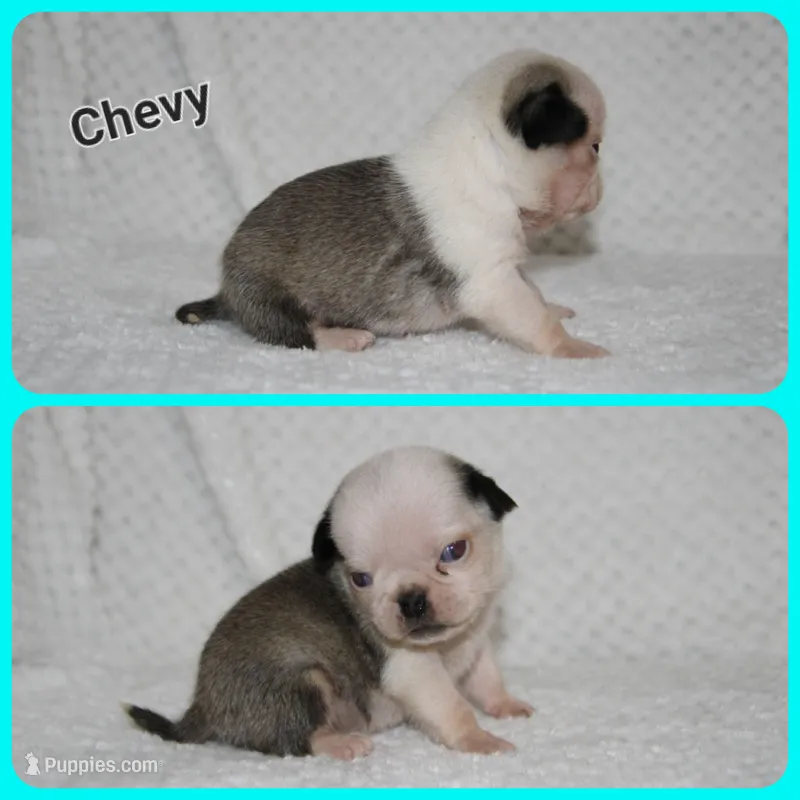 Chevy – Pug puppy for sale in Brookville, OH