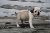 Chevy, a male Pug for sale in Brookville, OH – 3 of 4