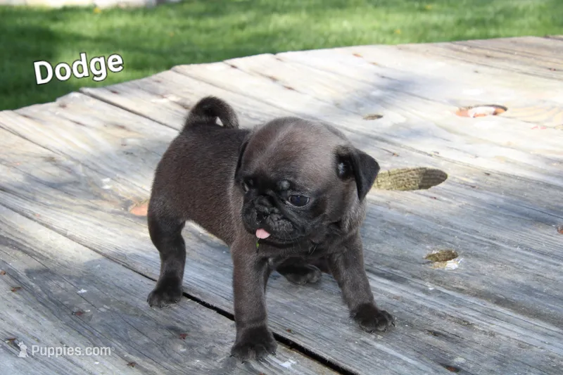 Dodge – Pug puppy for sale in Brookville, OH