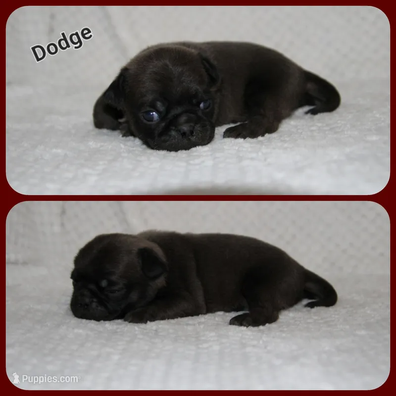 Dodge – Pug puppy for sale in Brookville, OH