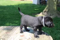 Randy, a male Labrador Retriever for sale in Brookville, OH – 5 of 5