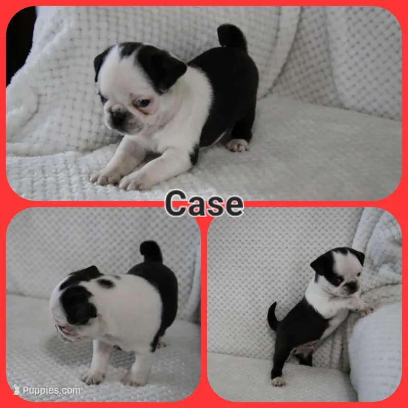 Case – Pug puppy for sale in Brookville, OH