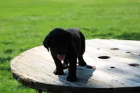 Andy, a male Labrador Retriever for sale in Brookville, OH – 3 of 5