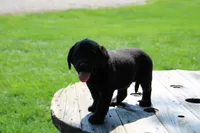 Andy, a male Labrador Retriever for sale in Brookville, OH – 4 of 5