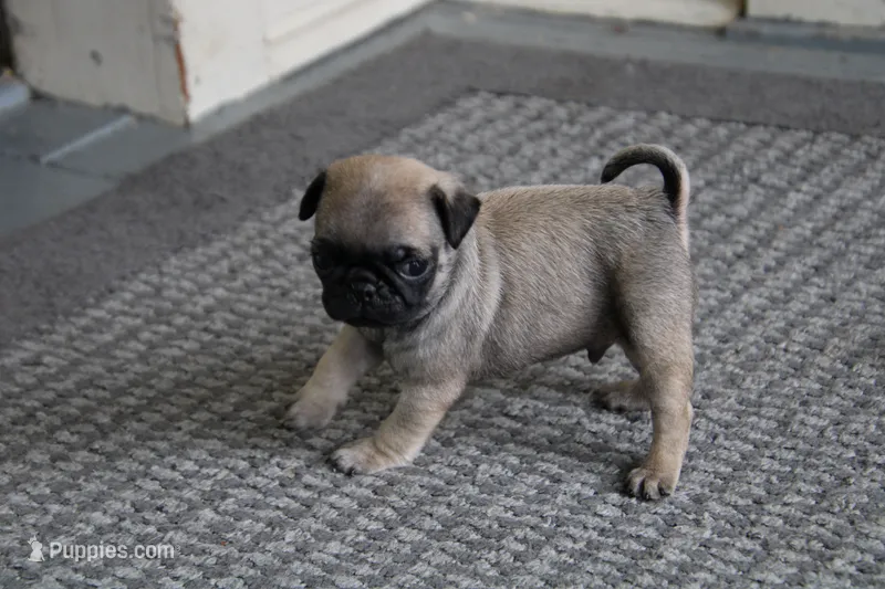 Tank – Pug puppy for sale in Brookville, OH