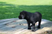 Candy, a female Labrador Retriever for sale in Brookville, OH – 3 of 3