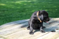Mandy, a female Labrador Retriever for sale in Brookville, OH – 4 of 4