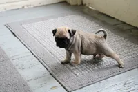 Teddy, a male Pug for sale in Brookville, OH – 2 of 2