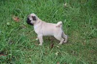 Teddy, a male Pug for sale in Brookville, OH – 3 of 3
