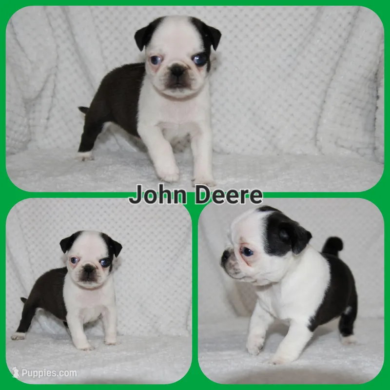 John Deere – Pug puppy for sale in Brookville, OH