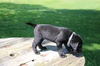 Randy, a male Labrador Retriever for sale in Brookville, OH – 3 of 5