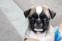 Faith, a female Pug for sale in Brookville, OH – 1 of 3