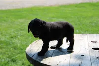 Andy, a male Labrador Retriever for sale in Brookville, OH – 2 of 5