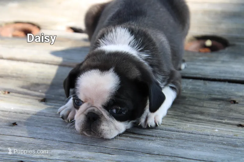 Daisy – Pug puppy for sale in Brookville, OH