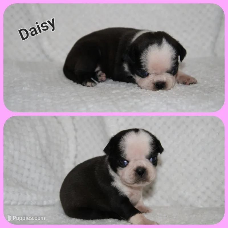 Daisy – Pug puppy for sale in Brookville, OH