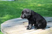 Landy, a female Labrador Retriever for sale in Brookville, OH – 2 of 4