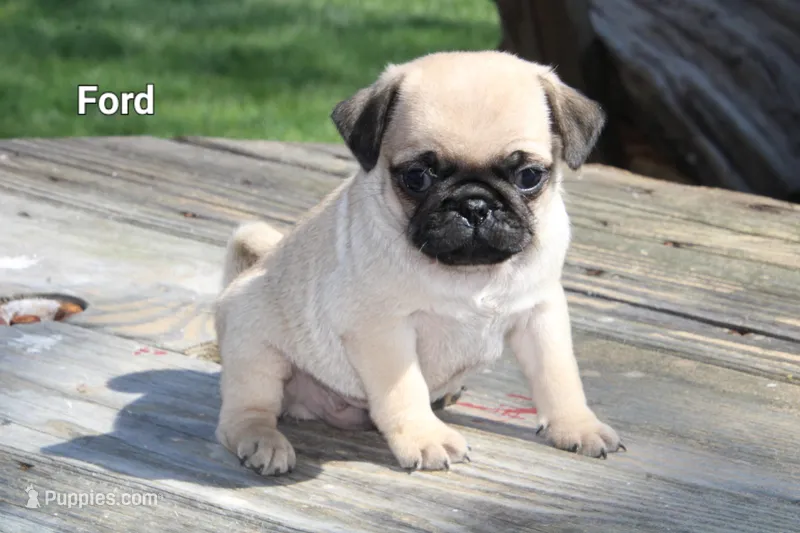 Ford – Pug puppy for sale in Brookville, OH