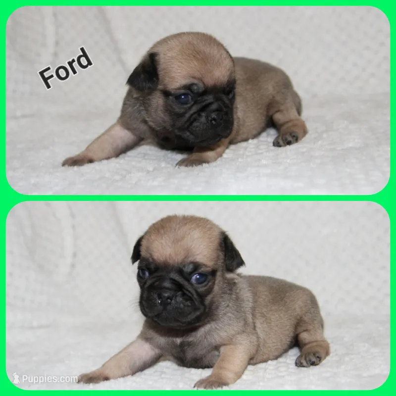 Ford – Pug puppy for sale in Brookville, OH