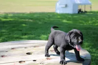 Randy, a male Labrador Retriever for sale in Brookville, OH – 2 of 5