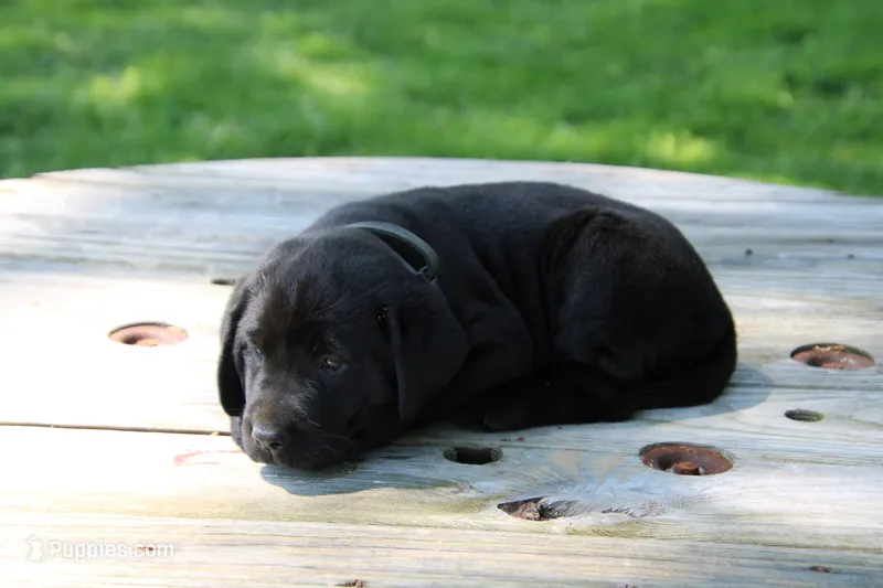 Landy – Labrador Retriever puppy for sale in Brookville, OH