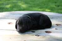 Landy, a female Labrador Retriever for sale in Brookville, OH – 1 of 4