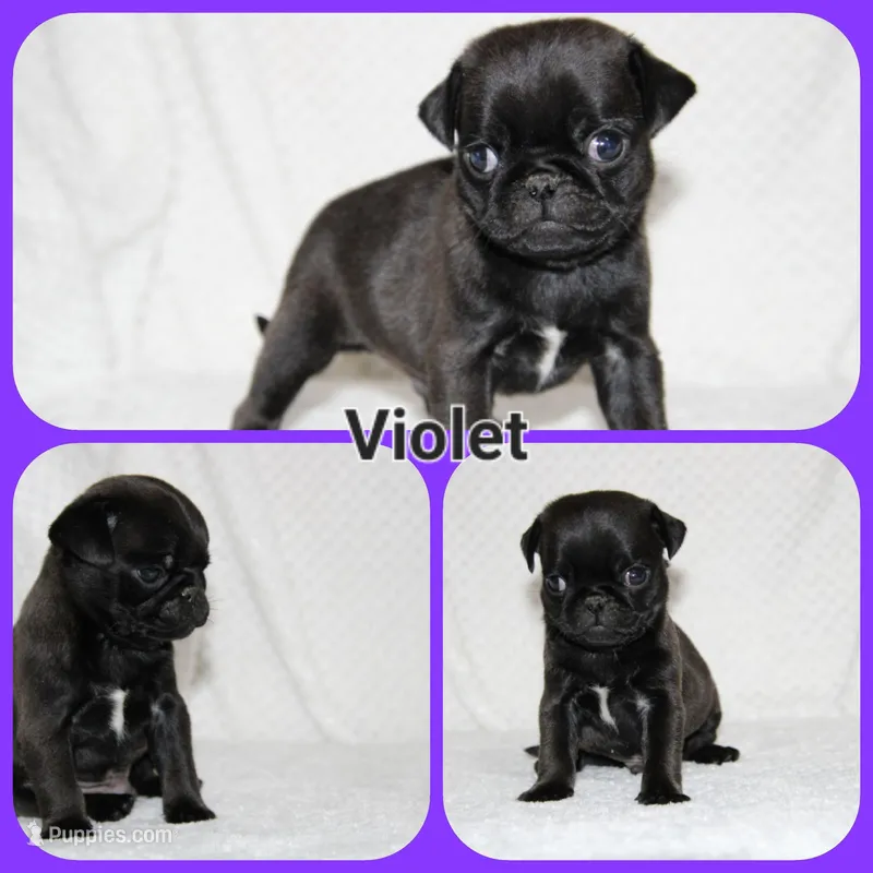 Violet – Pug puppy for sale in Brookville, OH