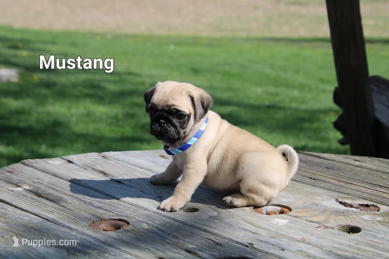 Mustang – Pug puppy for sale in Brookville, OH