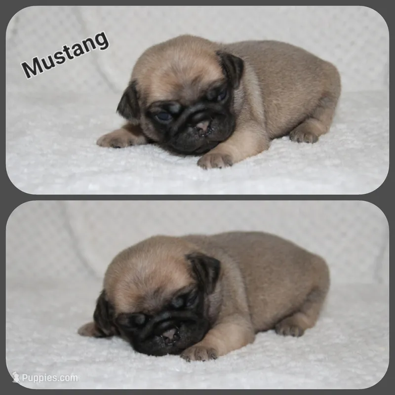 Mustang – Pug puppy for sale in Brookville, OH