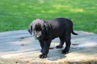Candy, a female Labrador Retriever for sale in Brookville, OH – 2 of 3