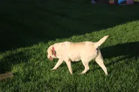 Kia, a female Labrador Retriever for sale in Brookville, OH – 2 of 2