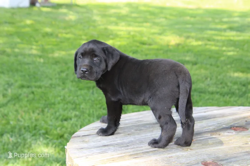 Candy – Labrador Retriever puppy for sale in Brookville, OH