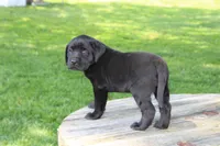 Candy, a female Labrador Retriever for sale in Brookville, OH – 1 of 3
