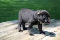 Mandy, a female Labrador Retriever for sale in Brookville, OH – 3 of 4