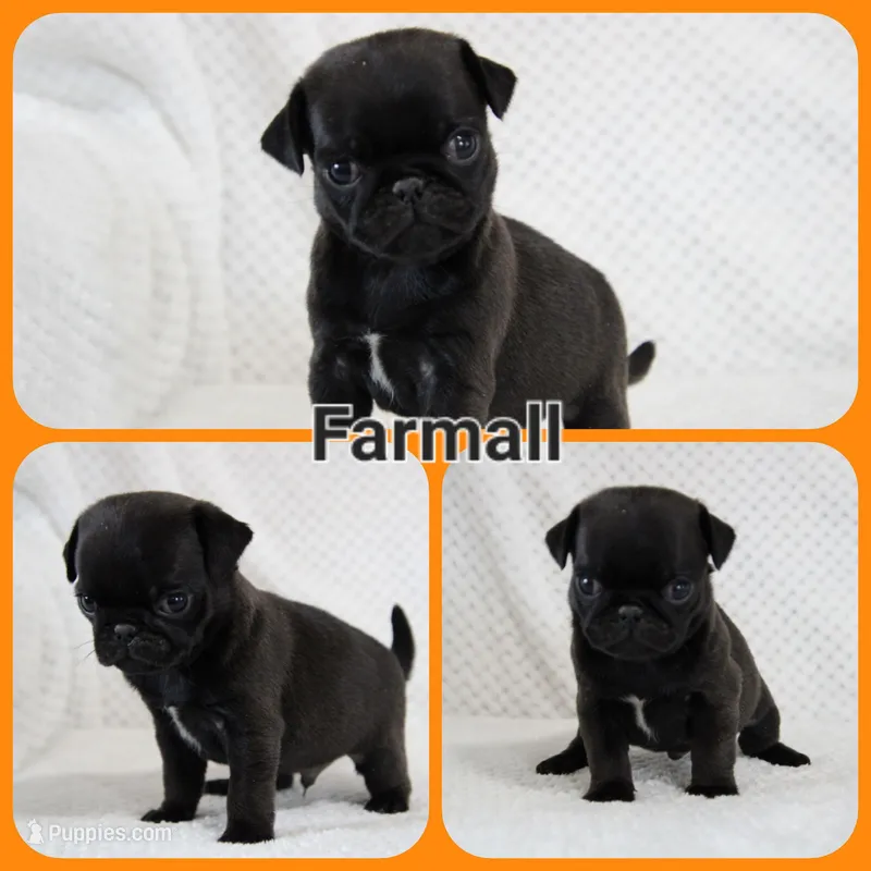 Farmall – Pug puppy for sale in Brookville, OH