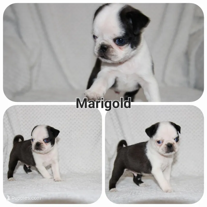 Marigold – Pug puppy for sale in Brookville, OH