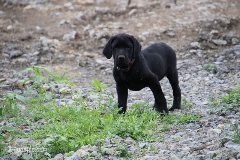 Randy – Labrador Retriever puppy for sale in Brookville, OH