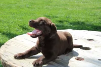 Dandy, a male Labrador Retriever for sale in Brookville, OH – 4 of 5