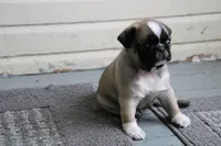 Faith, a female Pug for sale in Brookville, OH – 2 of 3