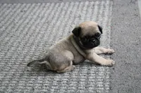Tank, a male Pug for sale in Brookville, OH – 2 of 2